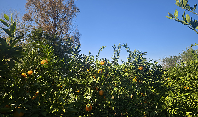 橘林探險，尋味金秋——記凱迪正大2025年度秋季團建活動